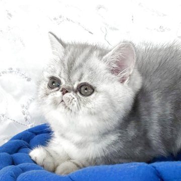 エキゾチックショートヘア【愛知県・女の子・2025年8月19日・ブルーシルバータビー】の写真「パパはCFAGC,RWです！」