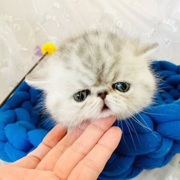 エキゾチックショートヘア【愛知県・女の子・2025年1月6日・ブルーシルバータビー】の写真「可愛い姫です♫」