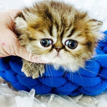 エキゾチックショートヘア【愛知県・女の子・2025年3月27日・ブラウンパッチドマッカレルタビー】の写真「ファービーちゃんです👀」