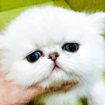 ペルシャ(チンチラ)【愛知県・男の子・2025年4月3日・シェーデットシルバー】の写真「スペシャルの僕です！」