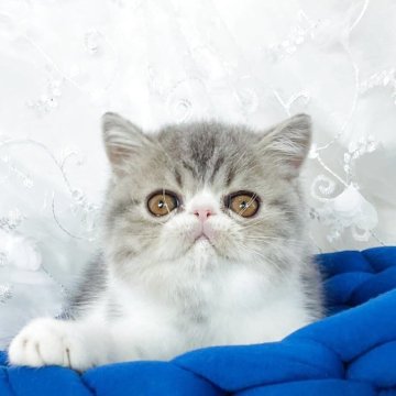 エキゾチックショートヘア【愛知県・女の子・2025年8月2日・ブルータビー&ホワイト】の写真「パパCFAグランドチャンピオン」