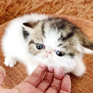 エキゾチックショートヘア【愛知県・女の子・2025年3月31日・ブラウンクラシックタビー&ホワイト】の写真「お目目の大きなスペシャル可愛い子です！」