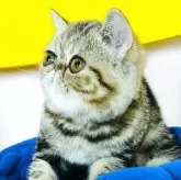 エキゾチックショートヘア