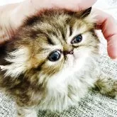 エキゾチックショートヘア