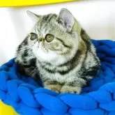 エキゾチックショートヘア【愛知県・女の子・2025年3月31日・ブラウンタビー】の写真2