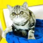 エキゾチックショートヘア【愛知県・女の子・2025年3月31日・ブラウンタビー】の写真5