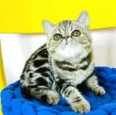 エキゾチックショートヘア【愛知県・女の子・2025年3月31日・ブラウンタビー】の写真6