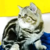 エキゾチックショートヘア【愛知県・女の子・2025年3月31日・ブラウンタビー】の写真7