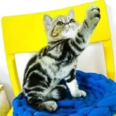 エキゾチックショートヘア【愛知県・女の子・2025年3月31日・ブラウンタビー】の写真9