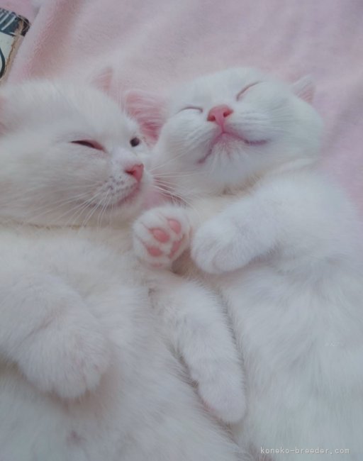 中村　智光(なかむら　ともみつ)ブリーダー(香川県・ミヌエットなど・ACC/国内血統書発行団体登録)の紹介写真10