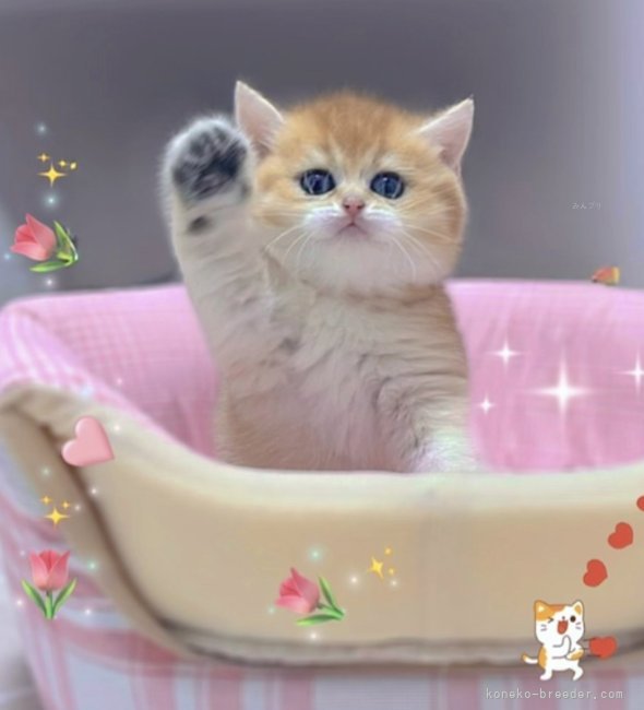 中村智光ブリーダー