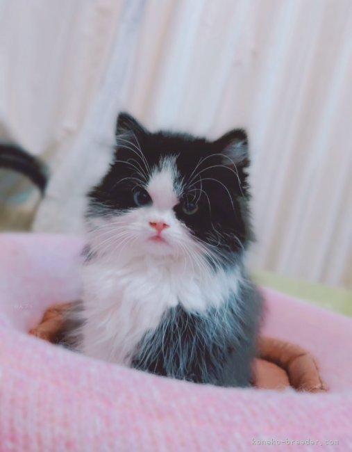 中村　智光(なかむら　ともみつ)ブリーダー(香川県・ミヌエットなど・ACC/国内血統書発行団体登録)の紹介写真2