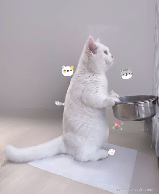 中村　智光(なかむら　ともみつ)ブリーダー(香川県・ミヌエットなど・ACC/国内血統書発行団体登録)の紹介写真3