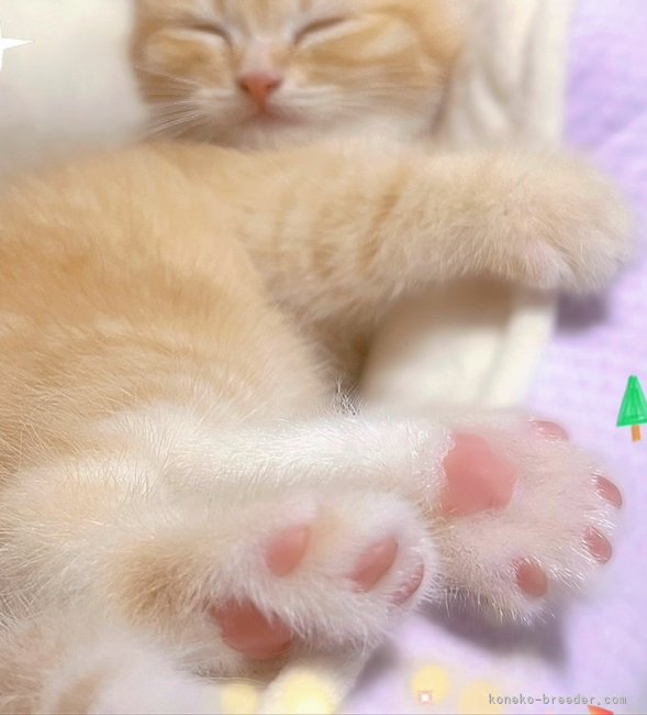 中村　智光(なかむら　ともみつ)ブリーダー(香川県・ミヌエットなど・ACC/国内血統書発行団体登録)の紹介写真5