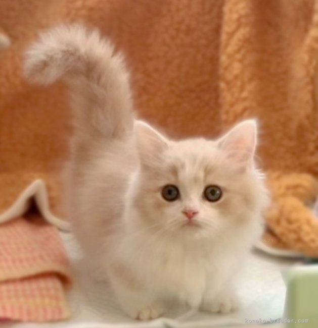 中村　智光(なかむら　ともみつ)ブリーダー(香川県・ミヌエットなど・ACC/国内血統書発行団体登録)の紹介写真8