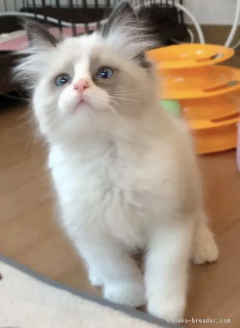 ID:2112-01728の子猫