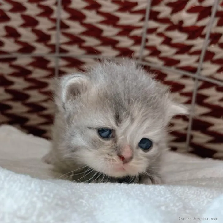 ID：2306-00101の子猫