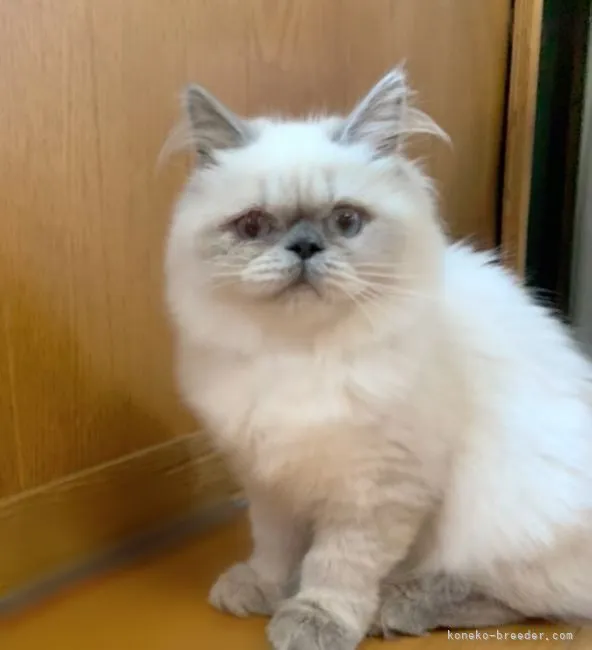 ID：2110-01544の子猫