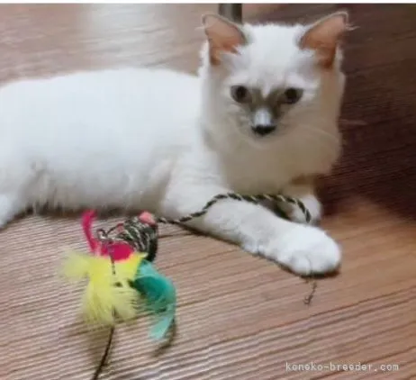 ID:2109-00329の子猫