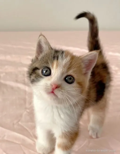 ID:2111-02392の子猫