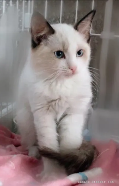 ID：2202-01623の子猫