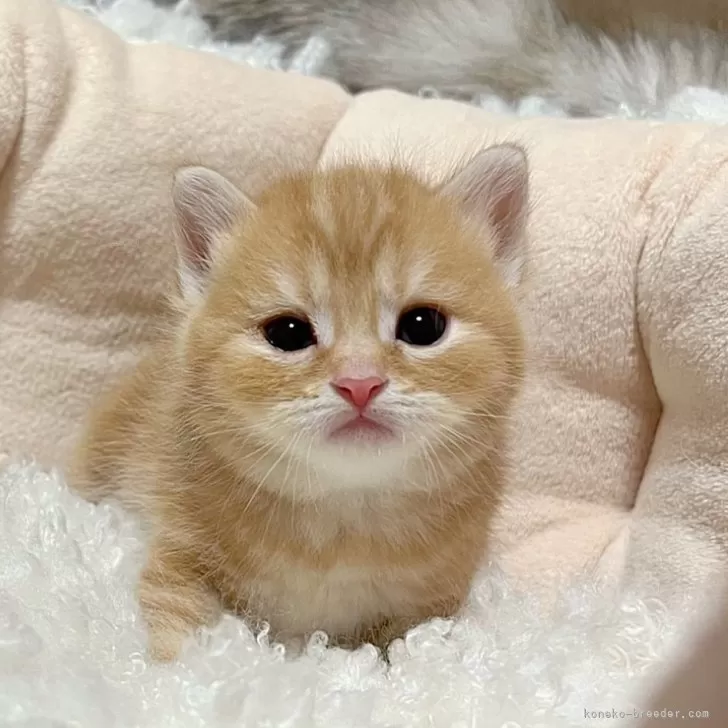 ID:2402-01511の子猫