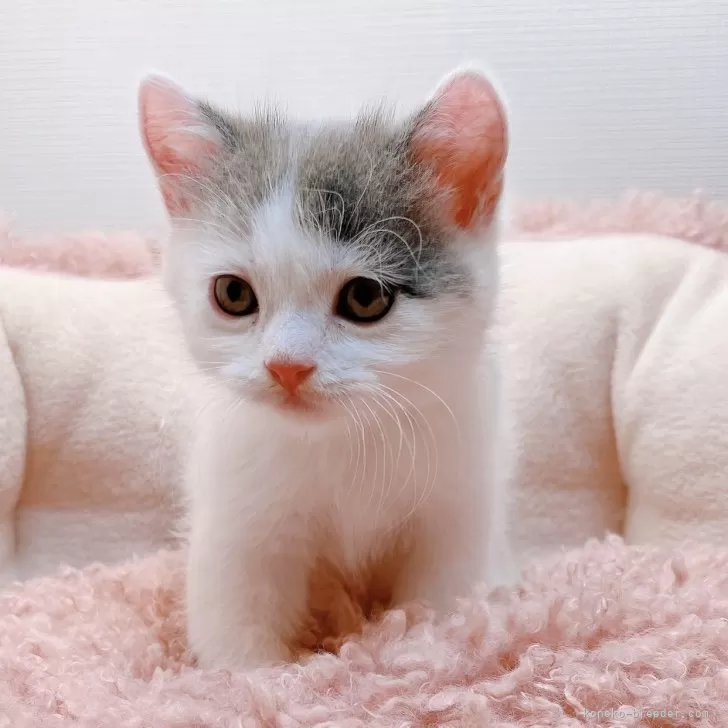 ID：2405-00232の子猫