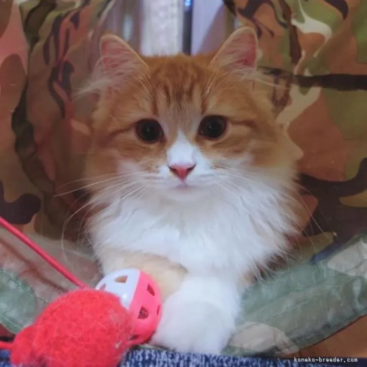 ID：2207-00175の子猫