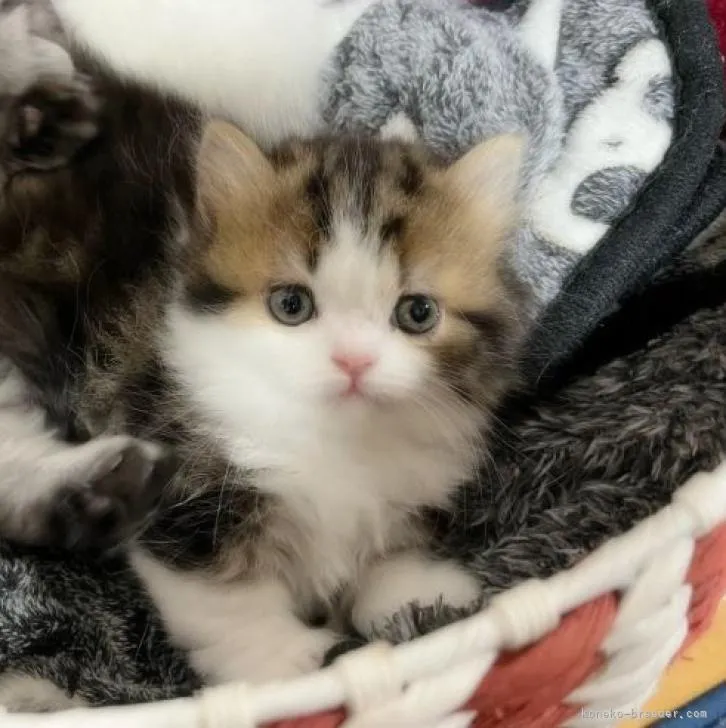 ID：2211-02902の子猫