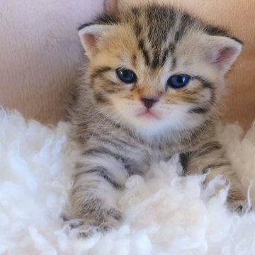 ミヌエット(長足)【香川県・女の子・2024年9月10日・ブラウンタビー】の写真「🍀丸い顔、大きな目で見つめてくれます🍀」