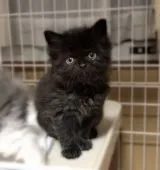 マンチカン(長足)【香川県・女の子・2022年1月23日・ブラック 黒】の写真4