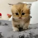 ブリティッシュショートヘア【香川県・女の子・2025年9月14日・ブラックゴールデン】の写真11