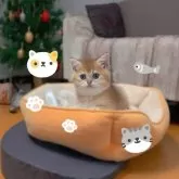 ブリティッシュショートヘア【香川県・女の子・2025年9月14日・ゴールデン】の写真13