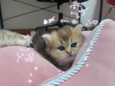 ブリティッシュショートヘア【香川県・女の子・2025年9月14日・ブラックゴールデン】の写真7