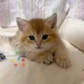 ブリティッシュショートヘア【香川県・男の子・2025年4月6日・✨ゴールデン✨】の写真3