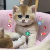 ブリティッシュショートヘア【香川県・女の子・2025年9月14日・ゴールデン】の写真8