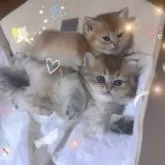 ブリティッシュショートヘア【香川県・女の子・2025年9月14日・ブラックゴールデン】の写真8