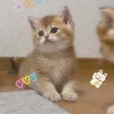 ブリティッシュショートヘア【香川県・男の子・2025年4月6日・✨ゴールデン✨】の写真2