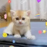 ブリティッシュショートヘア【香川県・女の子・2025年9月14日・ゴールデン】の写真11