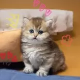 ブリティッシュショートヘア【香川県・女の子・2025年9月14日・ブラックゴールデン】の写真3