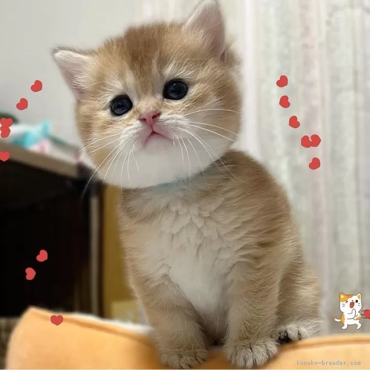 ID:2504-03369の子猫