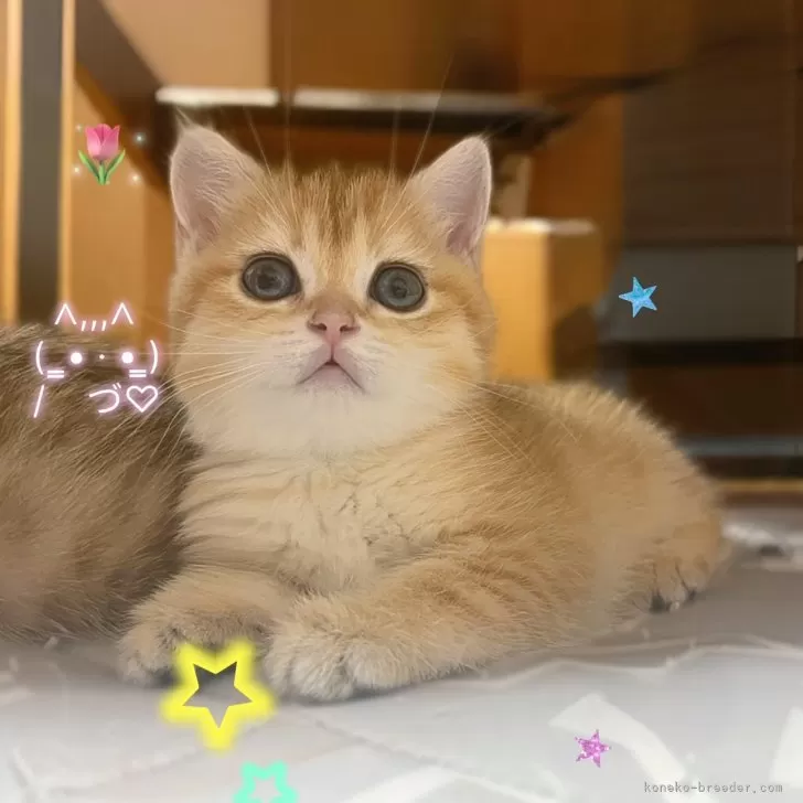 ブリティッシュショートヘア【香川県・女の子・2025年9月14日・ゴールデン】の写真1