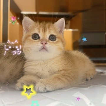 ブリティッシュショートヘア【香川県・女の子・2025年9月14日・ゴールデン】の写真「あなたの心をもふっと占領」