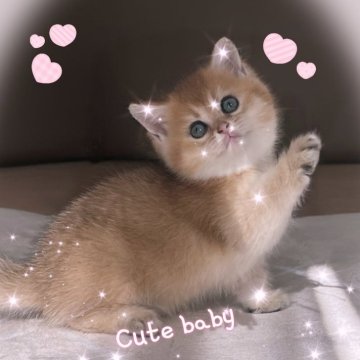 ブリティッシュショートヘア【香川県・女の子・2025年9月14日・ゴールデン】の写真「🍀🍀「小さな命がくれる、大きな癒し」🍀🍀」