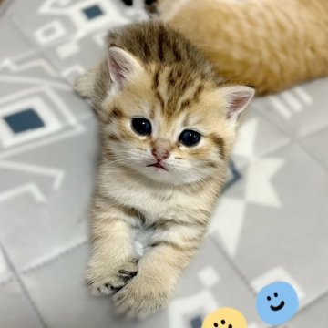 ブリティッシュショートヘア【香川県・女の子・2025年4月6日・✨ゴールデン✨】の写真「✨🍀兄妹の中で1番小柄で1番甘えん方の女の子🍀✨」