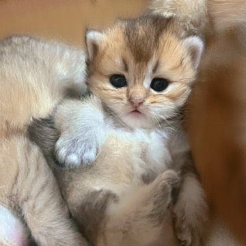 ブリティッシュショートヘア【香川県・女の子・2025年9月14日・ブラックゴールデン】の写真「🍀🍀おっとりした可愛い女の子🍀🍀」