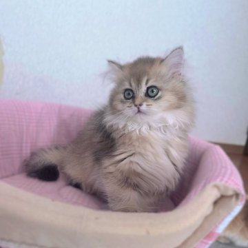 ブリティッシュショートヘア【香川県・女の子・2025年9月14日・ブラックゴールデン】の写真「🍀「あなたのハート、にゃんと奪っちゃう！」」