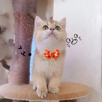 ブリティッシュショートヘア【香川県・女の子・2025年9月14日・ゴールデン】の写真「🍀「小さな命がくれる、大きな癒し」」