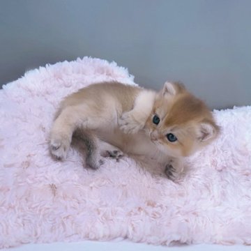 ブリティッシュショートヘア【香川県・女の子・2025年9月14日・ゴールデン】の写真「🍀🍀優しい顔立ちの人懐っこくなりそうです🍀🍀」