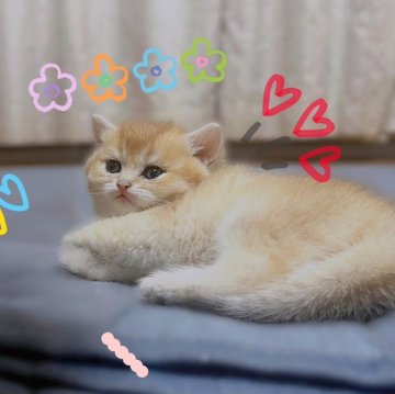ブリティッシュショートヘア【香川県・女の子・2025年9月14日・ゴールデン】の写真「🍀人懐っこい両親から誕生しました！🍀」